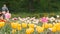 Field of Tulips with Tractor