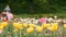 Field of Tulips with Tractor. Overcast day.