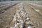 Field with unearthed onions lines, Badajoz, Spain