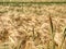 Field of unripe cereals. Field in sunny day. Oat, rye, barley