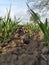 Field with the unripe grain