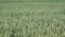 Field of unripe green wheat moving in slow wind