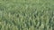 Field of unripe green wheat moving in slow wind