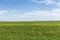 Field of the unripe soybean in summer day