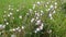 Field of the unusual blossom of the Bladder Campion, Silene vulgaris