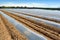 Field of vegetable crops in rows covered with polythene cloches protection