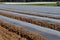 Field of vegetable crops in rows covered with polythene cloches protection