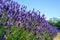 Field of vibrant Lavender flowers on a sunny summers day