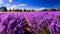 Field of vibrant lavender in peak bloom