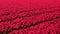 Field of vibrant red tulips. Panorama of colorful tulip fields in Holland, Netherlands