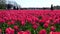 Field of vibrant red tulips. Panorama of colorful tulip fields in Holland, Netherlands