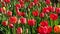 Field of vibrant red tulips. Panorama of colorful tulip fields in Holland, Netherlands