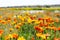 Field of vibrant yellow and orange gazania flowers growing wild in Australia