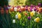 Field view of fresh mixed sunlit tulip flowers.