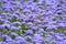 A field of violet ageratum flowers