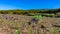 Field of violet flowers. In the background a forest.