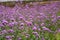 Field of violet petite petals of Verbena flower blossom on blurred green leaves, know as Purpletop vervian