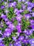 A field of violet- purple Lobelia flowers