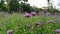 Field of violet tiny petals of Verbena flower blossom on blurred green leaves, know as Purpletop vervian, a natural medicine herb