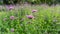 Field of violet tiny petals of Verbena flower blossom on blurred green leaves, know as Purpletop vervian, a natural medicine herb