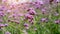 Field of violet tiny petals of Verbena flower blossom on blurred green leaves, know as Purpletop vervian, a natural medicine herb