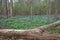 Field of Virginia Bluebells