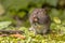 Field vole eating berry