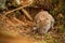 Field vole foraging under fallen tree