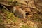 Field vole foraging under fallen tree