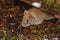 Field vole foraging under fallen tree in mossy undergrowth