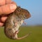 Field vole kept in hand