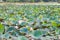 Field water lilies