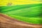 Field waves with tree, South Moravia