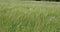 A field of waving green Hordeum vulgare plant FS700 4K RAW Odyssey 7Q