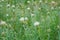 Field of wavy-leaf thistle