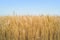 Field of weat and blue sky