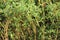 Field weed common purslane. Portulaca oleracea.