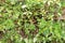 Field weed common purslane. Portulaca oleracea.