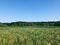 A field of wetland through Alander Mountain Trail