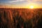 Field of wheat against sunset sky.