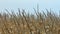 Field of wheat in Autumn