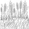 Field of wheat, barley or rye. Vector black and white coloring page.