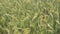 Field of wheat blowing in the wind at sunny spring day. Close up of green barley field in countryside. Young and green spikelets.