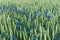 Field of wheat with blue bonnet flowers mixed with green straws