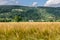 A field of wheat with castle Menzies in the background in Scotland