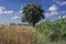 Field of wheat and corn and single tree