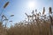 Field of wheat, cornfield in the Netherlands.