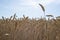 Field of wheat, cornfield in the Netherlands.