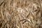 Field. Wheat ears. Cereals. Beautiful view of the wheat field. Harvest of bread. Wheat, rye.