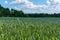 Field of wheat filled with blue cornflowers